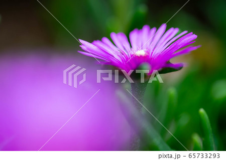 マツバギク8718 65733293