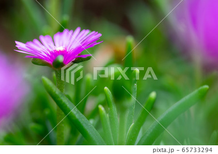 マツバギク8722 65733294