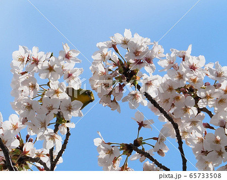 サクラの花に飛来するメジロ サクラとメジロ サクラの花に飛来するメジロ サクラとメジロ 65733508