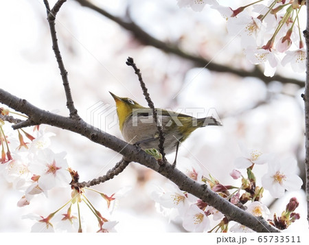 サクラの花に飛来するメジロ　サクラとメジロ 65733511