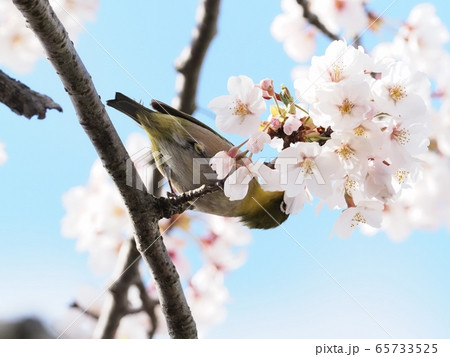 サクラの花に飛来するメジロ サクラとメジロ サクラの花に飛来するメジロ サクラとメジロ 65733525