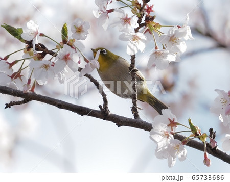 サクラの花に飛来するメジロ　サクラとメジロ 65733686