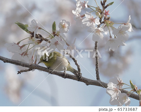 サクラの花に飛来するメジロ　サクラとメジロ 65733687