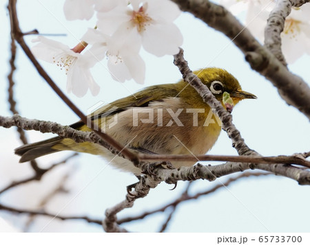 サクラの花に飛来するメジロ　サクラとメジロ 65733700