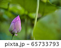 ハスの蕾 65733793