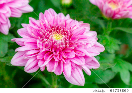 ピンクの菊の写真素材