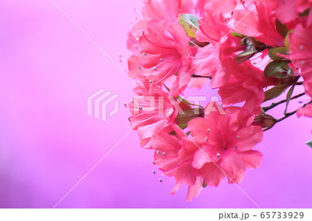 咲き誇る情熱の花 咲き誇る情熱の花 65733929