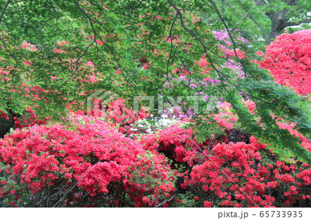 咲き誇る情熱の花 65733935