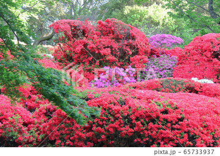 咲き誇る情熱の花 65733937