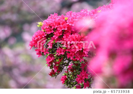 咲き誇る情熱の花 咲き誇る情熱の花 65733938