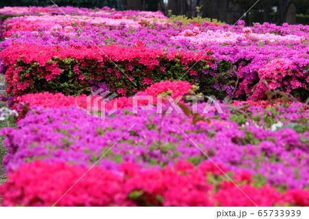 咲き誇る情熱の花 65733939