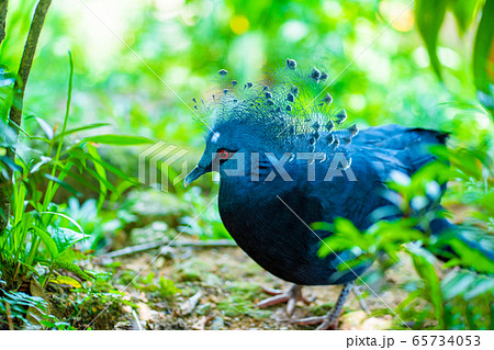 Unusual Crowned Pigeon in a green park. beauty of 65734053