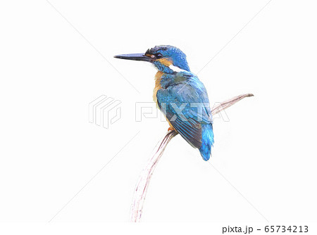 ハスの幹にとまるカワセミ 65734213