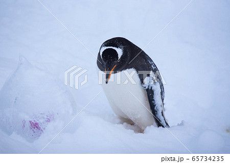 お散歩ペンギン お散歩ペンギン 65734235