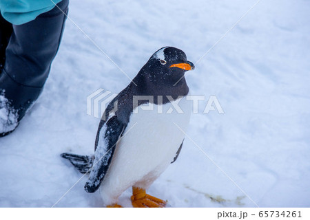 お散歩ペンギン 65734261