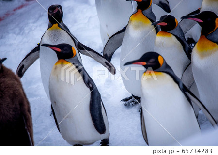 お散歩ペンギン 65734283