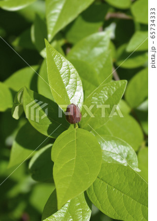 Carolina allspice 65734333