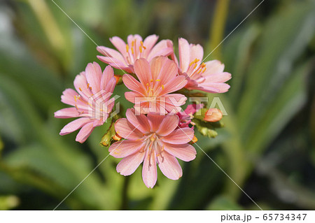 Siskiyou lewisia Mountain Dreams 65734347