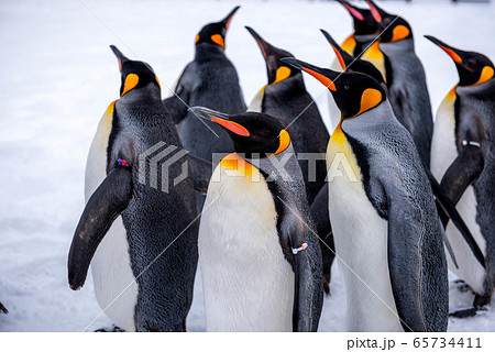 お散歩ペンギン お散歩ペンギン 65734411