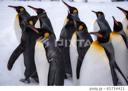 お散歩ペンギン 65734421