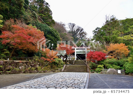鎌倉・鎌倉宮(大塔宮)の紅葉 鎌倉・鎌倉宮(大塔宮)の紅葉 65734475