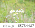 雨上がりの休日に散歩道で出会った綺麗な花の写真 65734487