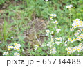 雨上がりの休日に散歩道で出会った綺麗な花の写真 65734488