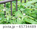 雨上がりの休日に散歩道で出会った綺麗な花の写真 65734489