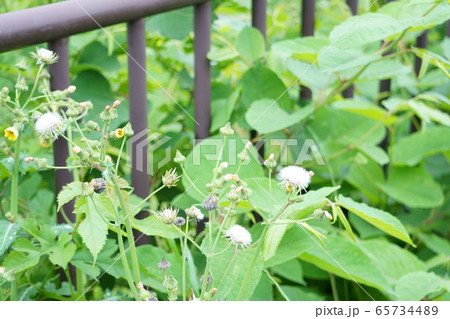 雨上がりの休日に散歩道で出会った綺麗な花の写真 65734489
