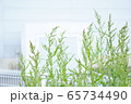 雨上がりの休日に散歩道で出会った綺麗な植物の写真 65734490
