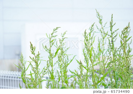 雨上がりの休日に散歩道で出会った綺麗な植物の写真 65734490