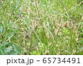 雨上がりの休日に散歩道で出会った綺麗な植物の写真 65734491