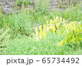 雨上がりの休日に散歩道で出会った綺麗な植物の写真 65734492