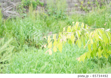雨上がりの休日に散歩道で出会った綺麗な植物の写真 65734492