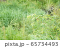 雨上がりの休日に散歩道で出会った綺麗な植物の写真 65734493