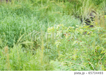雨上がりの休日に散歩道で出会った綺麗な植物の写真 65734493