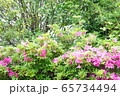 雨上がりの休日に散歩道で出会った綺麗な花の写真 65734494