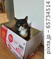 猫 ペット きれい 65734514