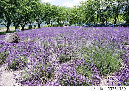 ラベンダーの花 ラベンダーの花 65734529