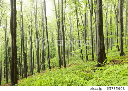 Beech trees in spring forest on a mountain slope in foggy, rainy weather Beech trees in spring forest on a mountain slope in foggy, rainy weather 65735908