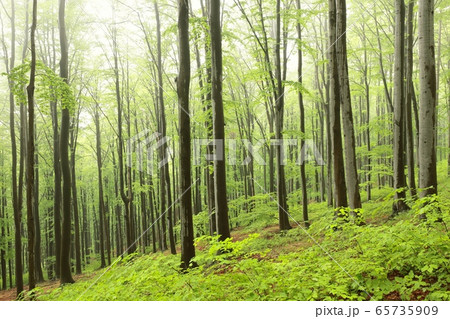 Beech trees in spring forest on a mountain slope in foggy, rainy weather Beech trees in spring forest on a mountain slope in foggy, rainy weather 65735909