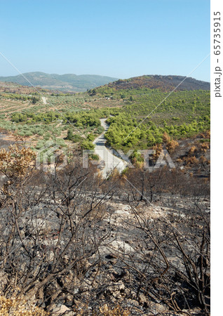 burned trees 65735915