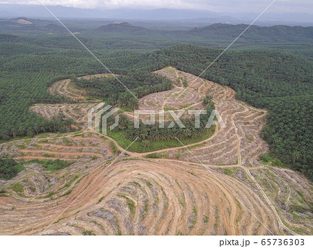 Aerial view oil palm clearing 65736303
