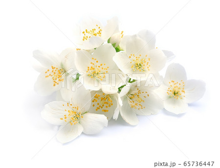 Jasmin flowers. 65736447