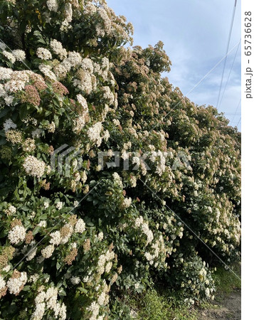 紫陽花 65736628