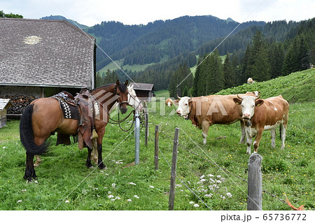 スイスの牛と馬の写真素材 65736772 Pixta