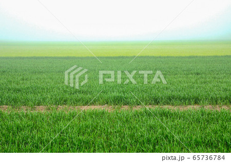 霧の日の田園風景 霧の日の田園風景 65736784