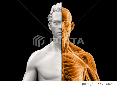 Anatomy man bust half x-ray. 65736871