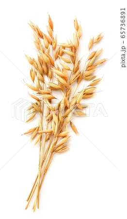 Oat close up. 65736891