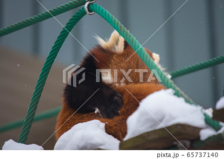 天真爛漫　レッサーパンダ 65737140